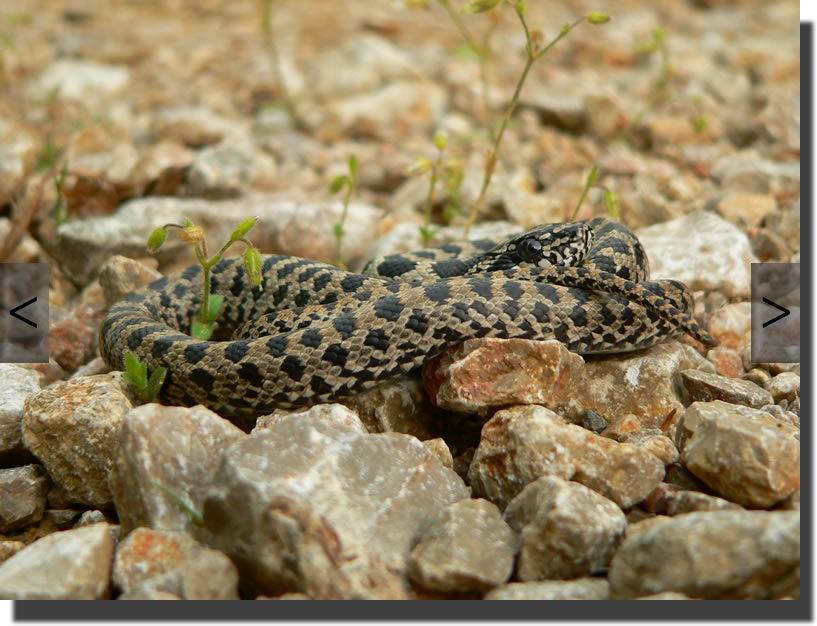 Elaphe quatuorlineata
